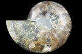 Agatized Ammonite Fossil (Half) - Agatized #88454-1